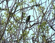 Common Blackbird