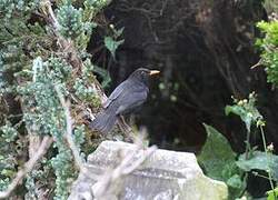 Common Blackbird