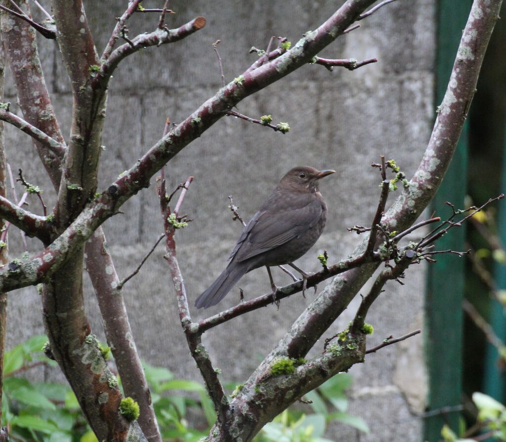 Common Blackbird