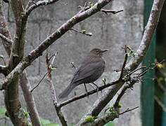 Common Blackbird