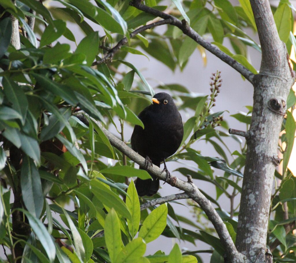 Common Blackbird