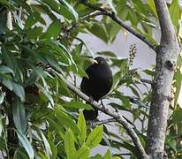 Common Blackbird