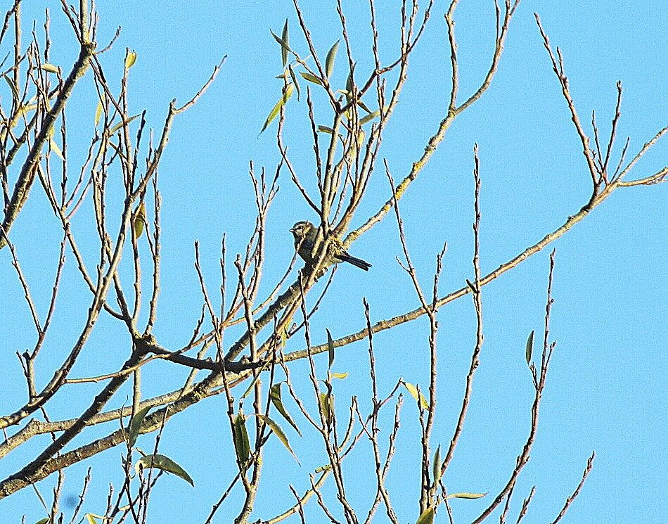 Mésange bleue