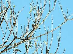 Eurasian Blue Tit