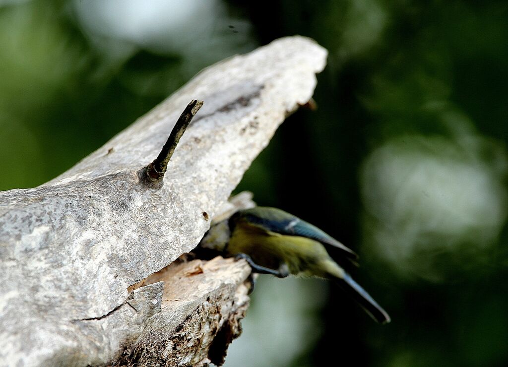 Eurasian Blue Tit