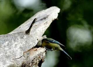 Mésange bleue