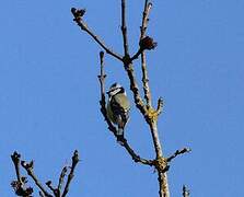 Mésange bleue