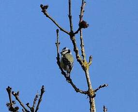 Mésange bleue