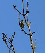 Eurasian Blue Tit