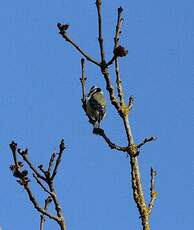 Mésange bleue