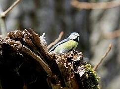 Mésange bleue