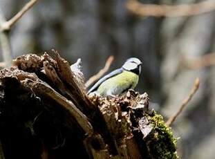 Mésange bleue