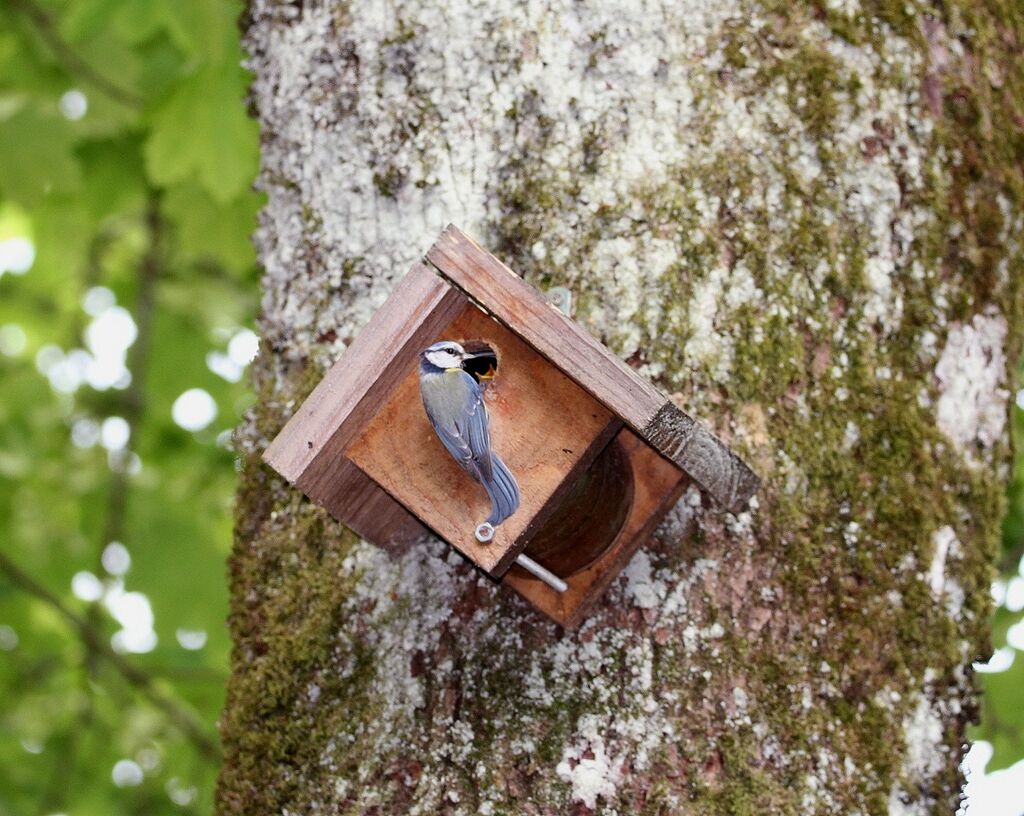 Mésange bleue