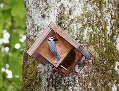 Eurasian Blue Tit