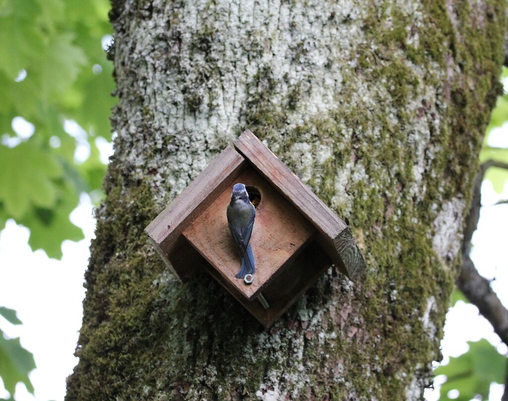 Eurasian Blue Tit