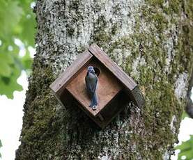 Mésange bleue