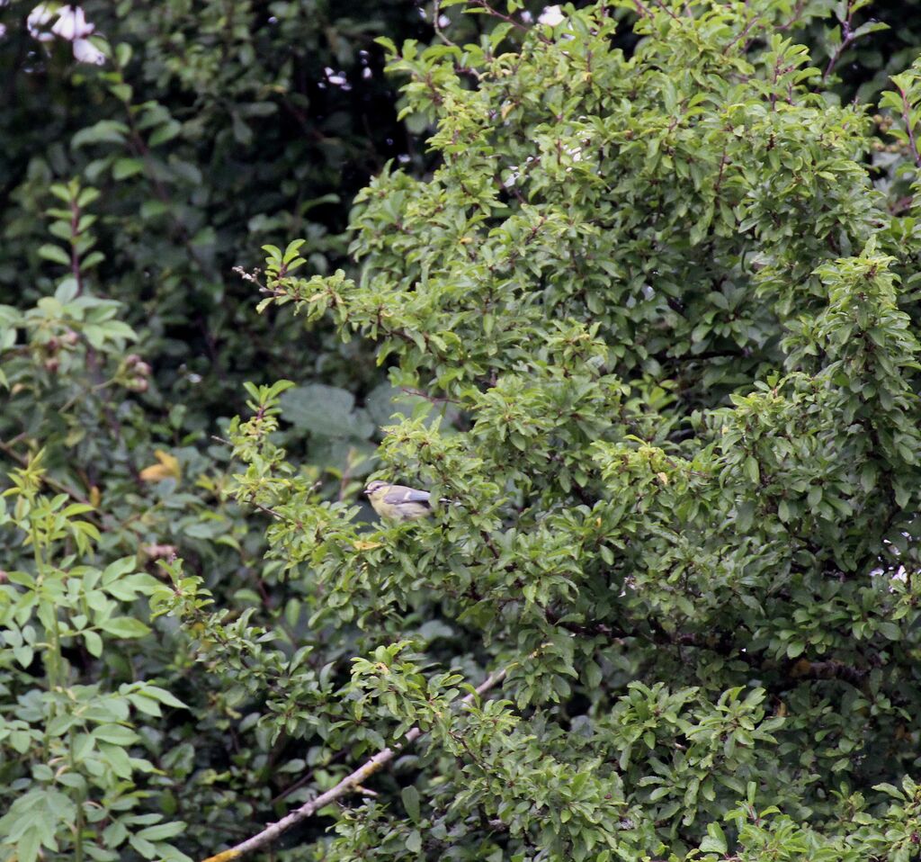 Eurasian Blue Tit