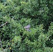 Eurasian Blue Tit