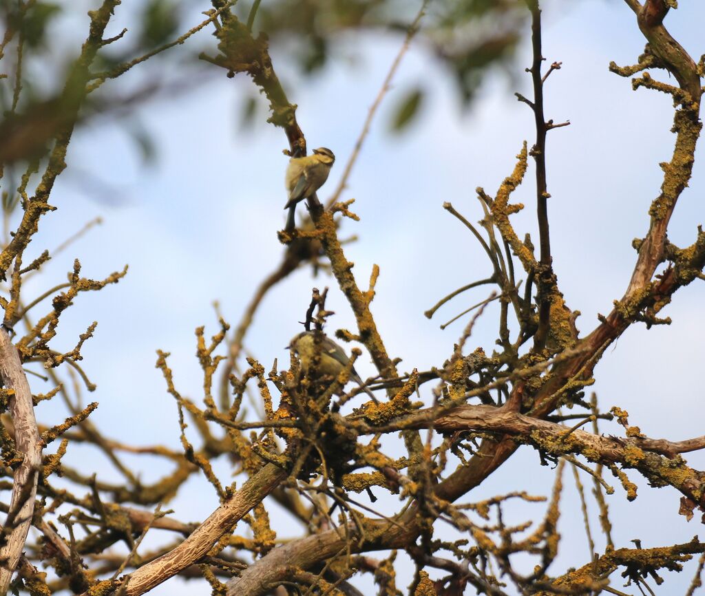 Eurasian Blue Tit