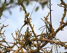 Eurasian Blue Tit