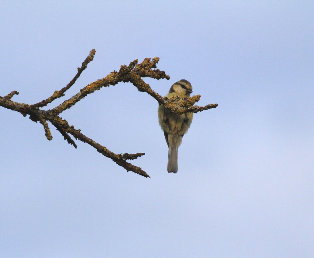 Mésange bleue