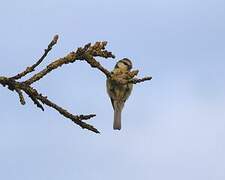 Eurasian Blue Tit