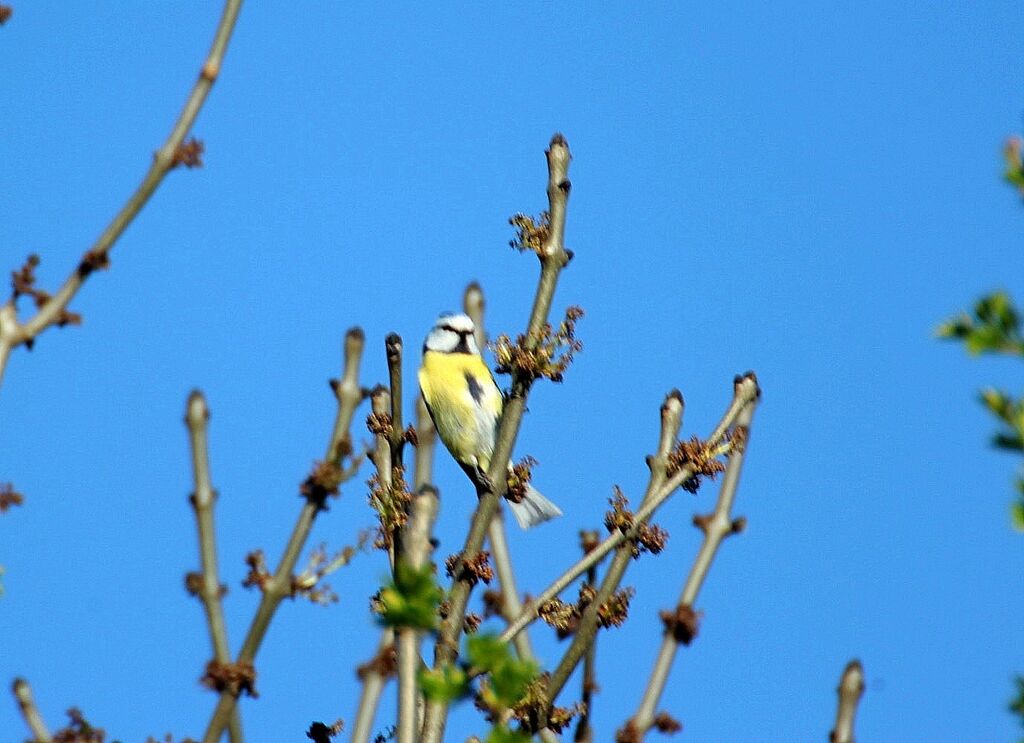 Mésange bleue