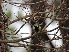 Great Tit