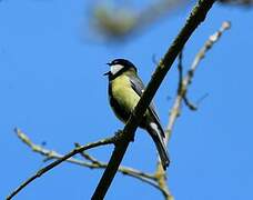 Mésange charbonnière