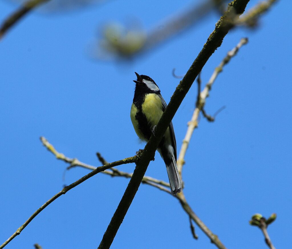 Mésange charbonnière