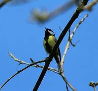 Mésange charbonnière