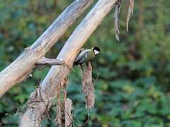 Mésange charbonnière