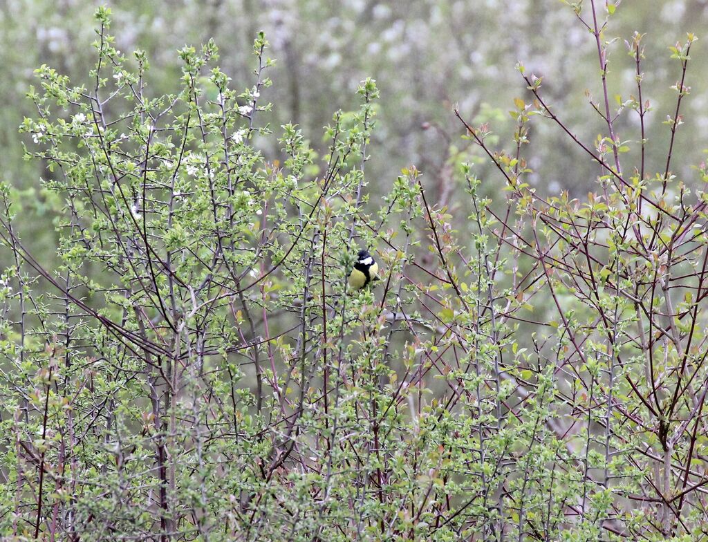 Great Tit