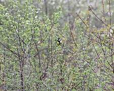 Great Tit