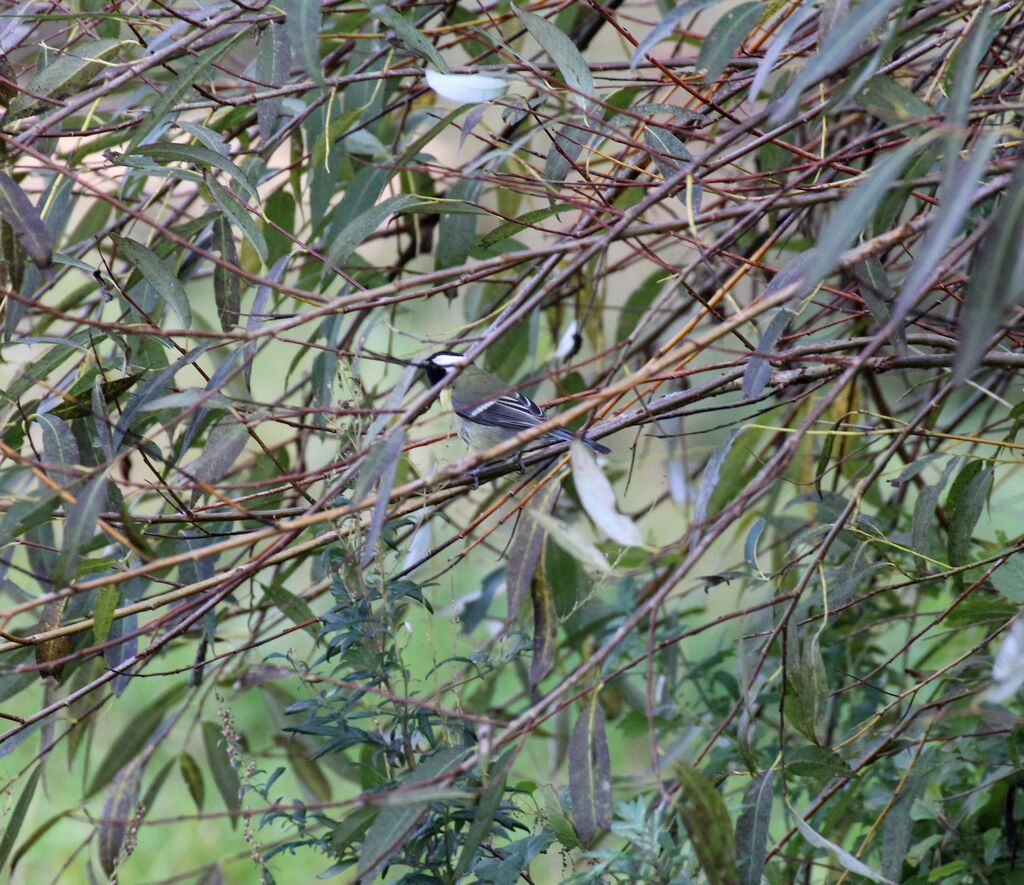 Great Tit