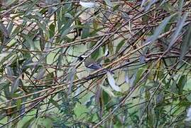 Mésange charbonnière