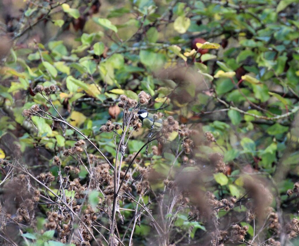 Mésange charbonnière