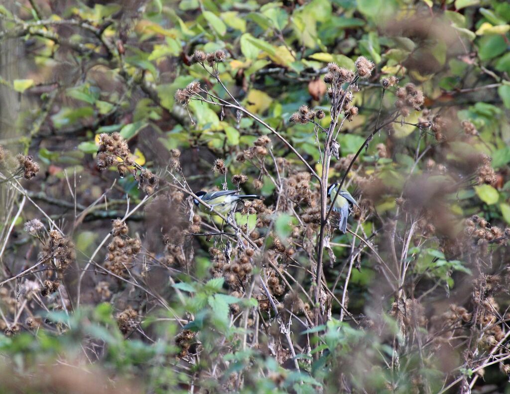 Great Tit