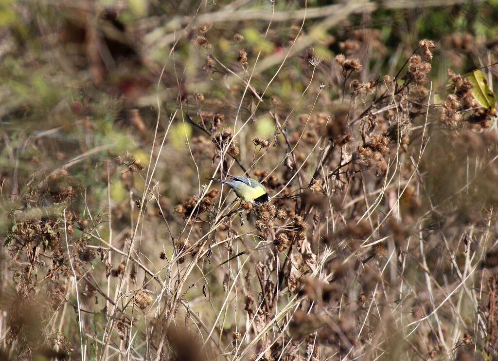 Great Tit