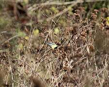 Mésange charbonnière