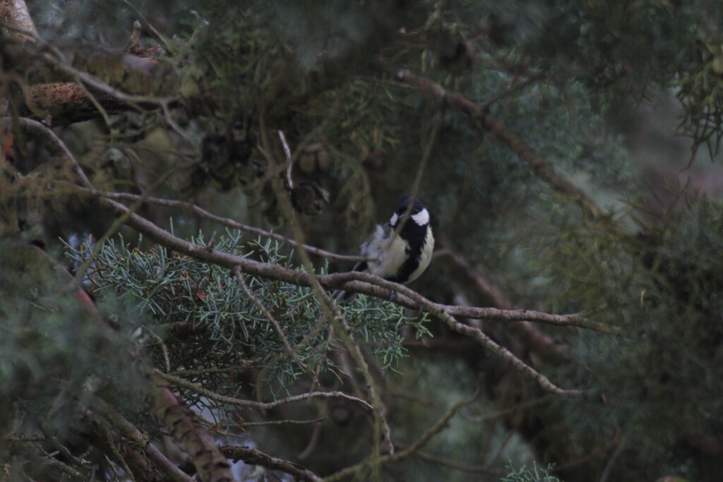 Great Tit