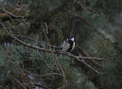 Mésange charbonnière