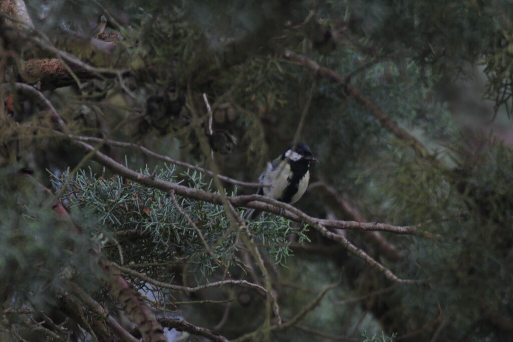 Great Tit