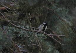 Great Tit