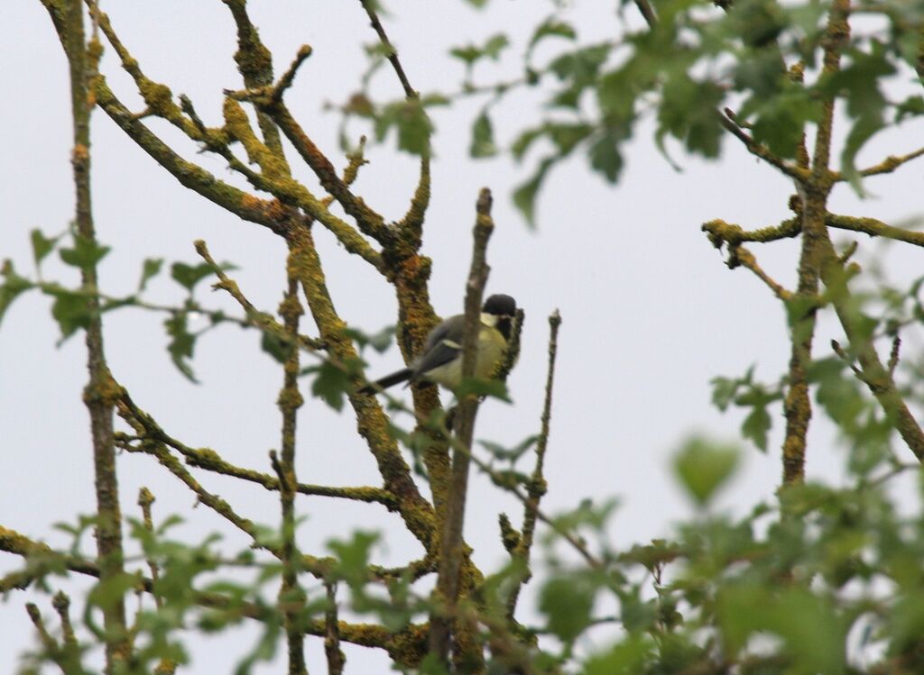 Mésange charbonnière