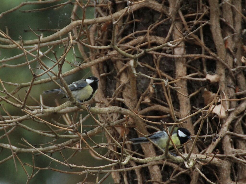 Great Tit