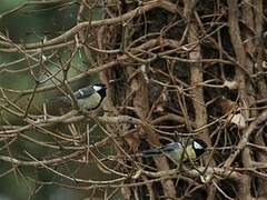 Great Tit