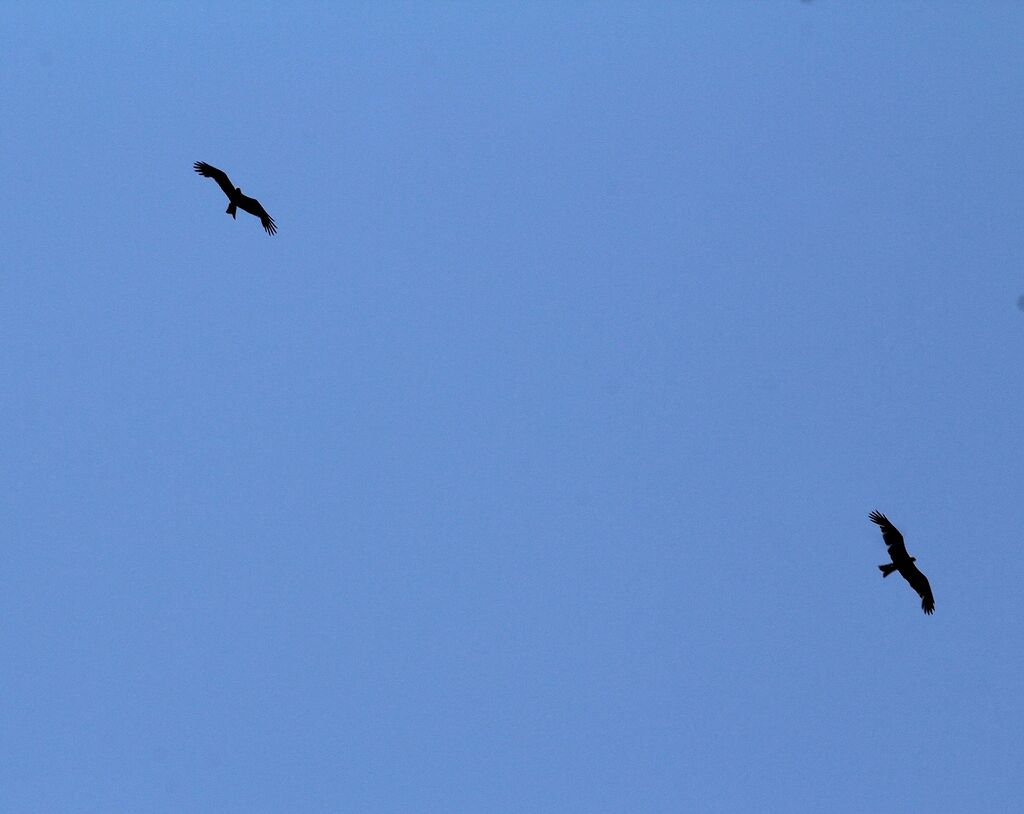 Black Kite