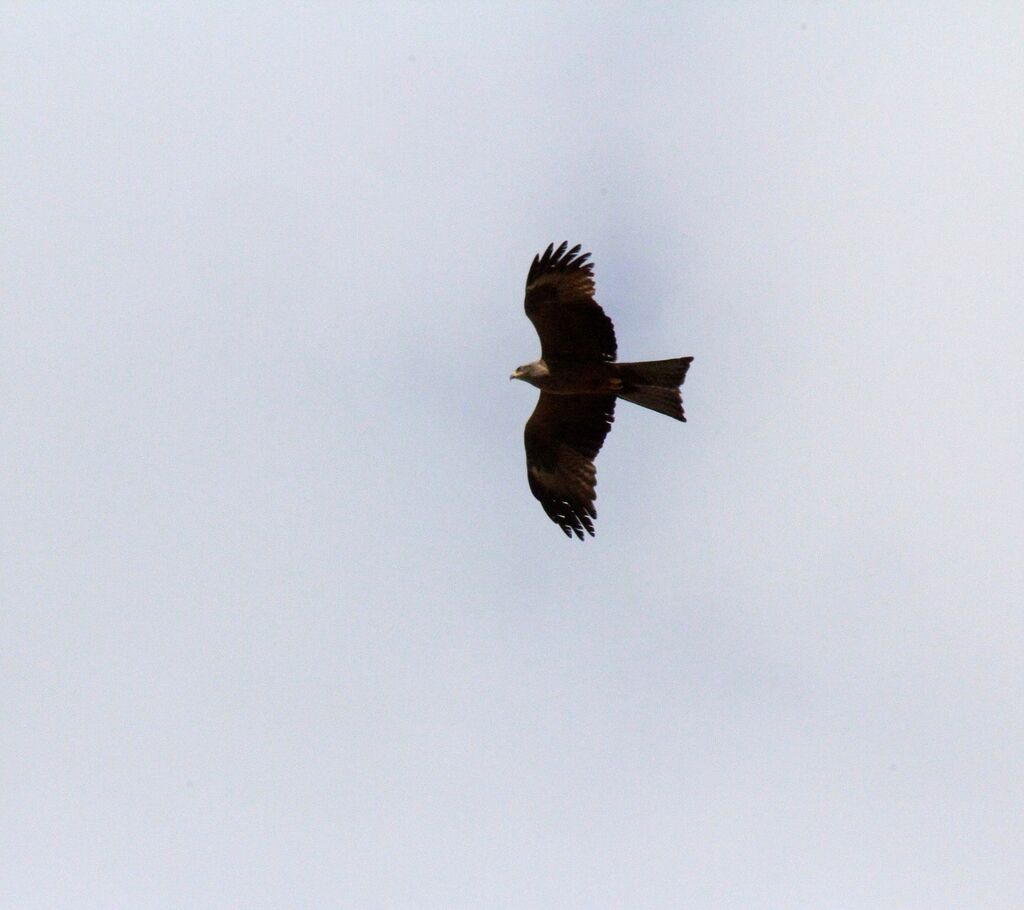 Black Kite