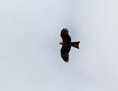 Black Kite